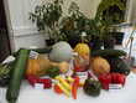 graines tomates anciennes Jardin