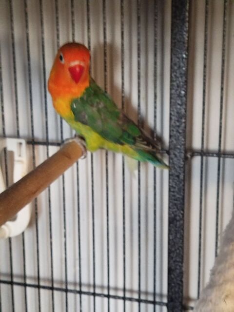 Ins&eacute;parables  35 34290 Valros