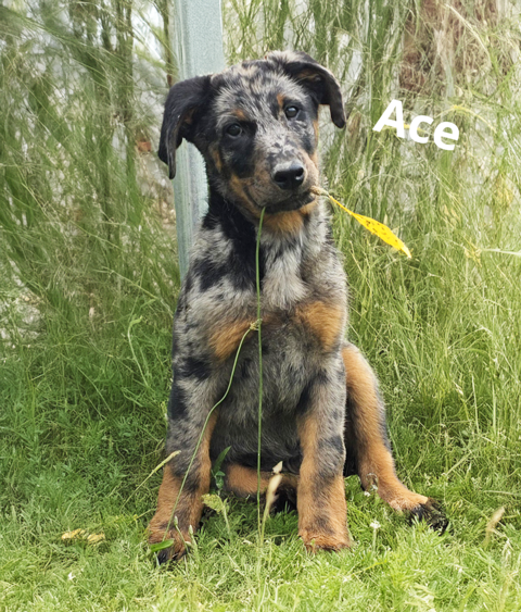 Chiot Beauceron arlequin dispo immédiatement 1500 40250 Souprosse