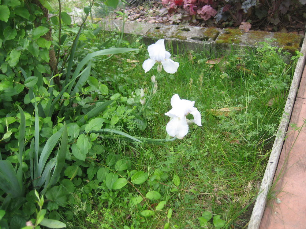 joli iris blanc Jardin