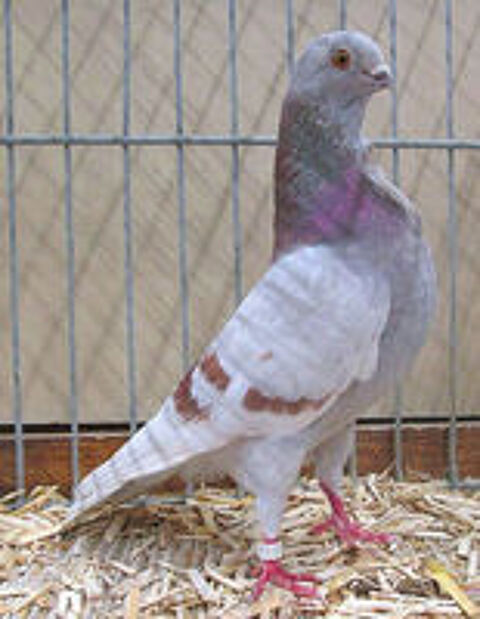   pigeon figuritas 