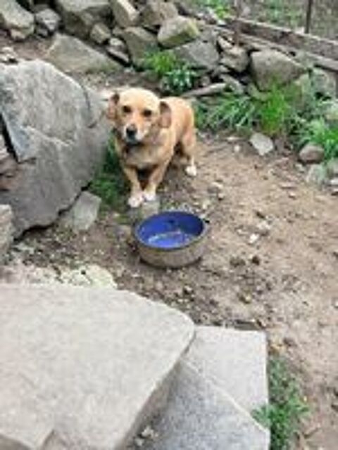   Winnie à l'adoption  