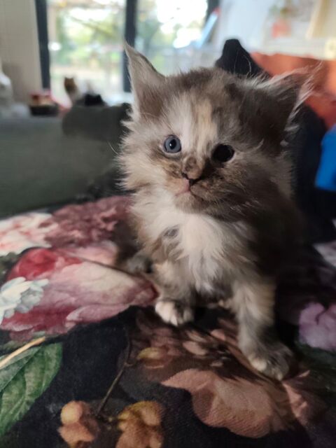 Maine coon 800 81110 Dourgne