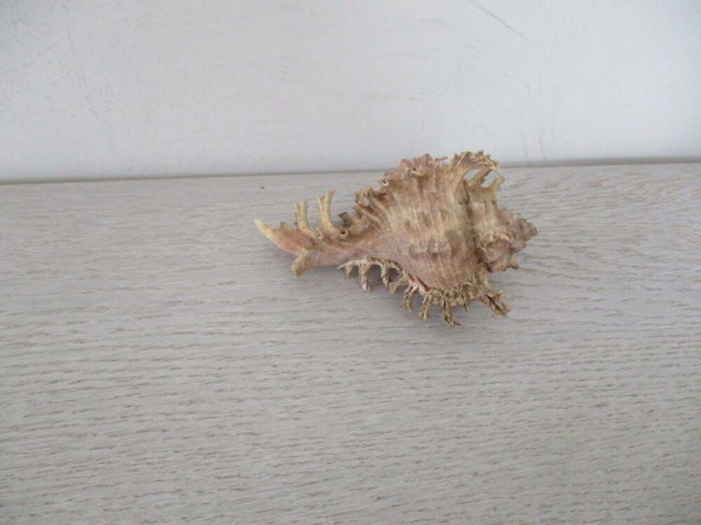 coquillage 