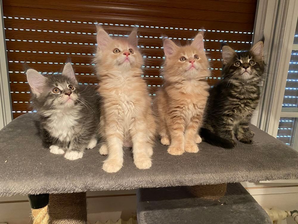   Mes Mignons chatons Maine Coon  