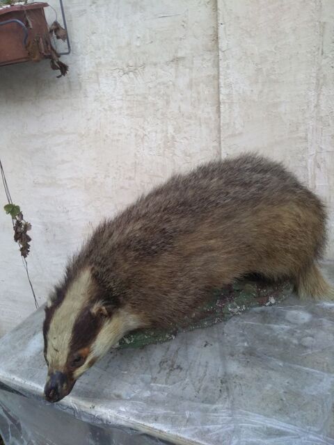 grand blaireau naturalis� 50 Bondy (93)