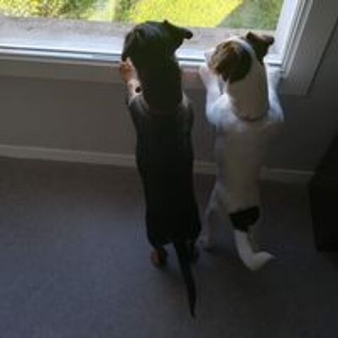   don/adoption de deux gentils chiens 