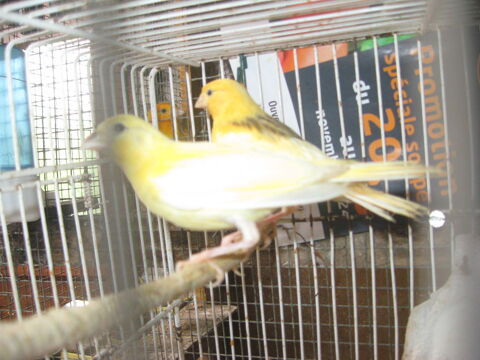 canaris 15 62120 Racquinghem