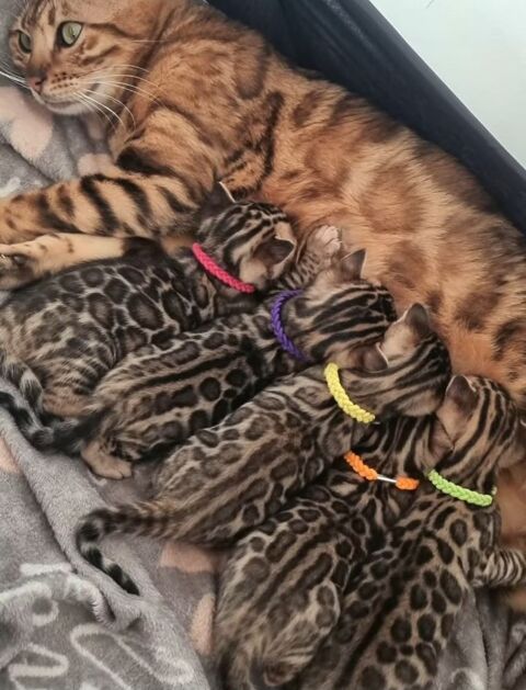 Superbes chatons Bengal brown spotted tabby  2000 31300 Toulouse