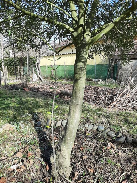 OLIVIER - Arbre fruitier - Olives 250 Mont-de-Marsan (40)