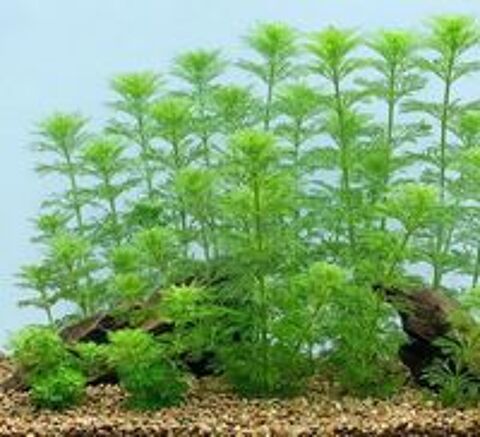   Plante d'aquarium Limnophila sessiliflora (Ambulie sessile) 