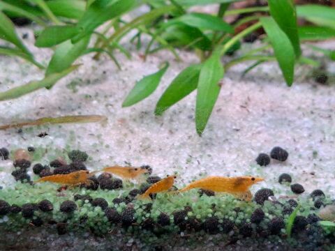 Crevette Neocaridina yellow n&eacute;on 1 94120 Fontenay-sous-bois