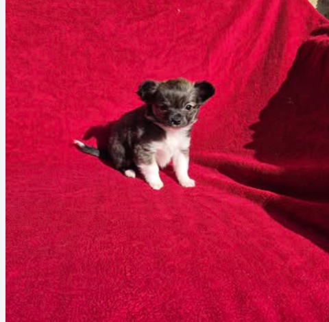 disponible magnifique chihuahua male non lof 800 37290 Yzeures-sur-creuse