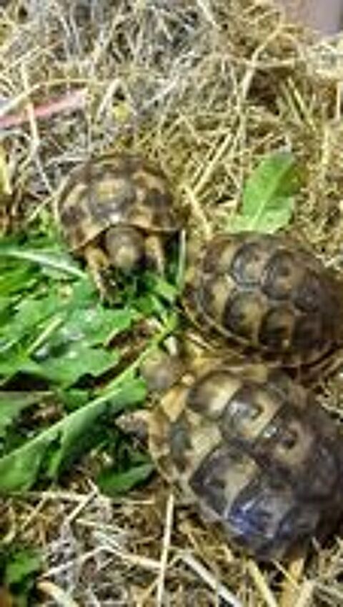   TORTUES DE TERRE RHONE-ALPES 