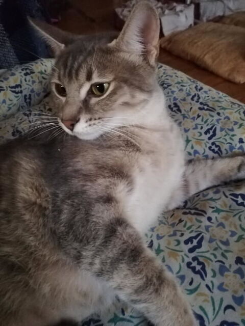 Jeune chatte adulte à adopter sur Marseille 0 13004 Marseille