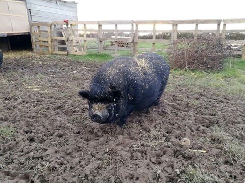 JULIEN, beau cochon vietnamien  adopter via l'association UMA 44100 Nantes