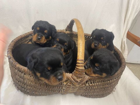 Chiot rottweiler lof 1200 79700 Maul�on