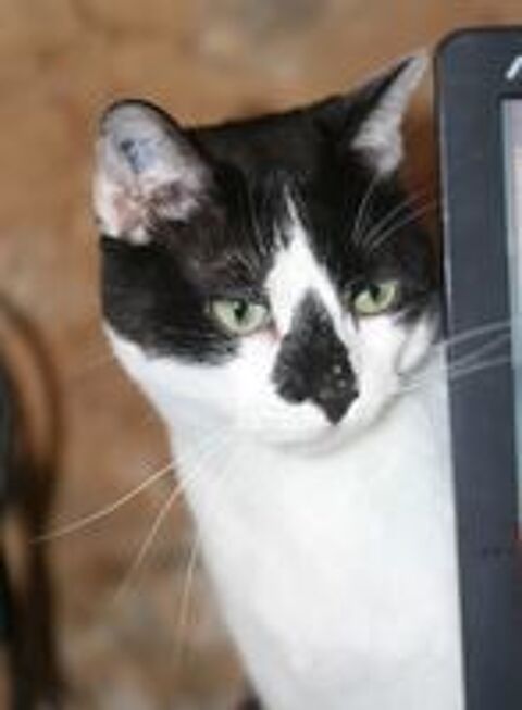 LILO CHAT NOIR & BLANC 6 ANS 1/2 195 92260 Fontenay-aux-roses