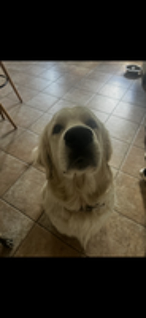   Donne Golden Retriever  