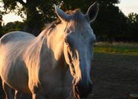   ATERG DES SIX, gentil Stud-book Selle Français hongre à adopter via l'association UMA  