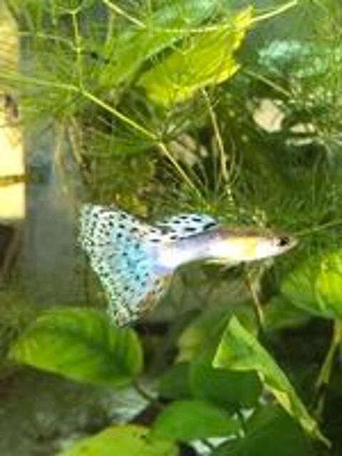   Diverses plantes purifiantes d aquarium 