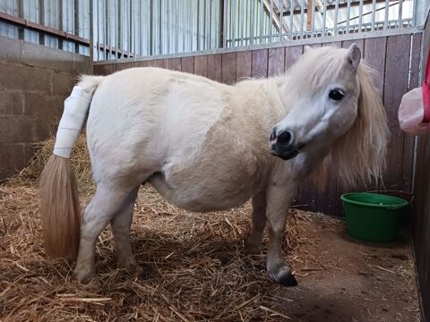 Jument Miniature Am&eacute;ricaine 700 45420 Dammarie-en-puisaye