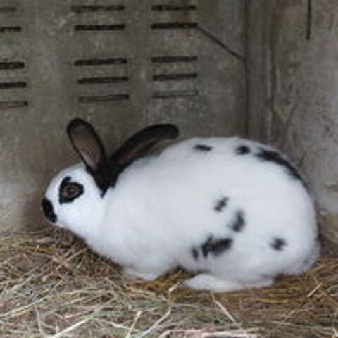   lapin 30 Euros 