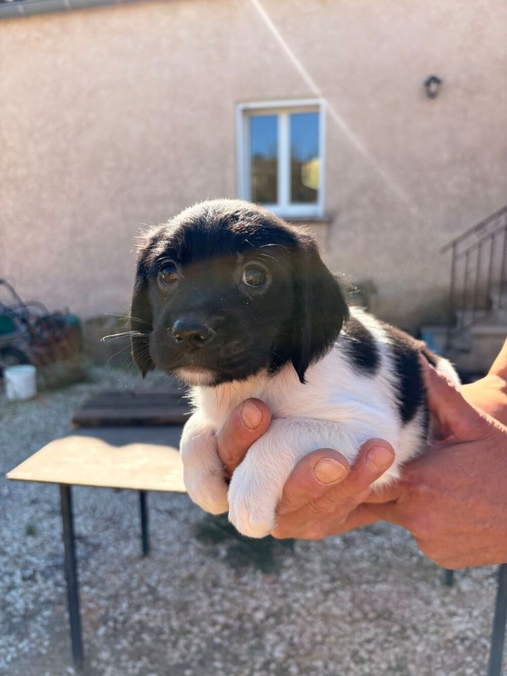   A l adoption 