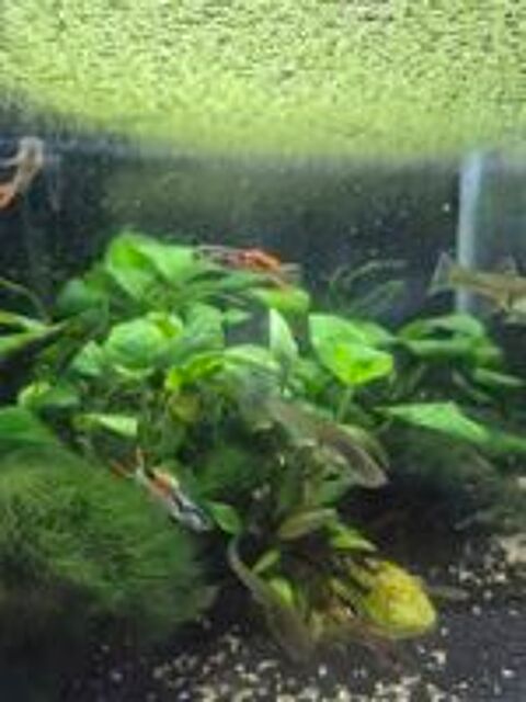   Guppys endler mâles et Femelles 