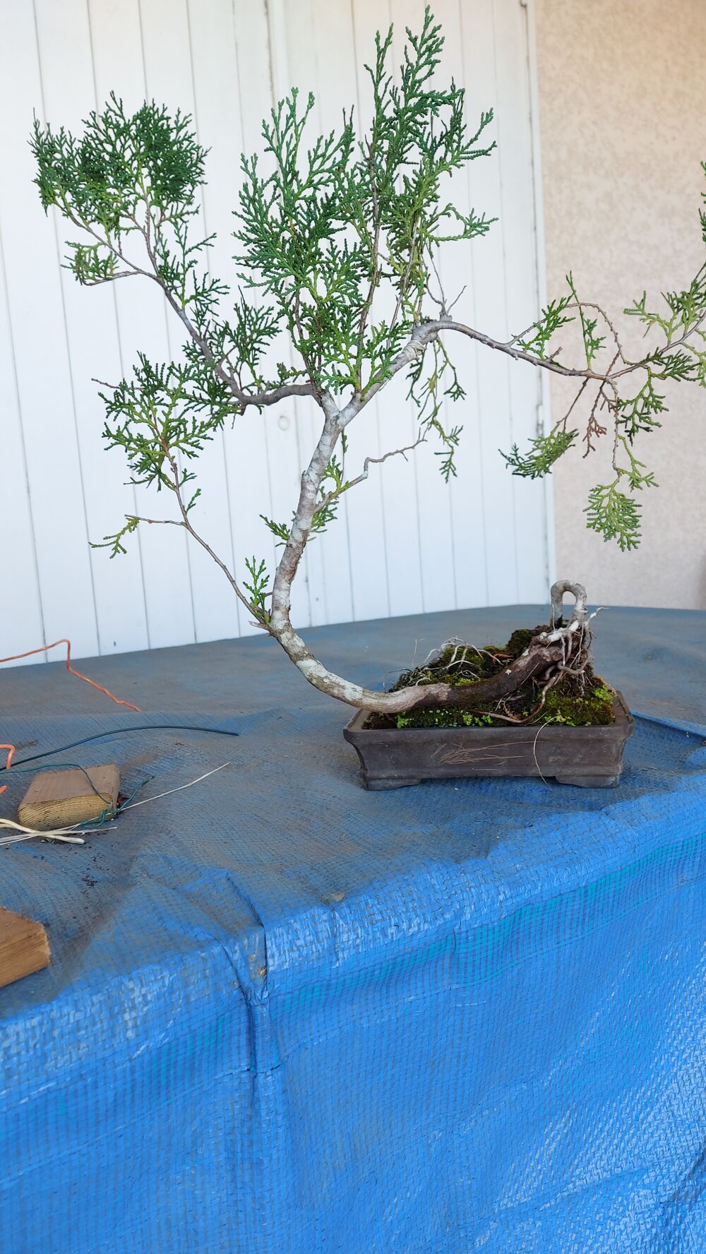 bonsa&iuml;s Jardin