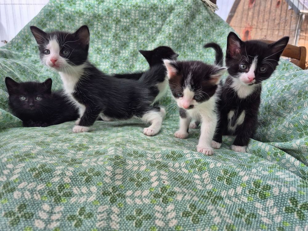   chatons 