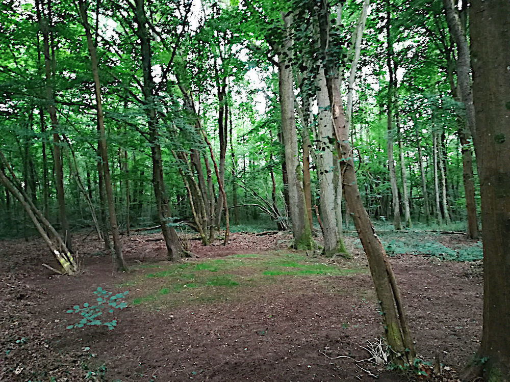 Location Terrain Terrain de Loisir Boisé Saint-fargeau-ponthierry