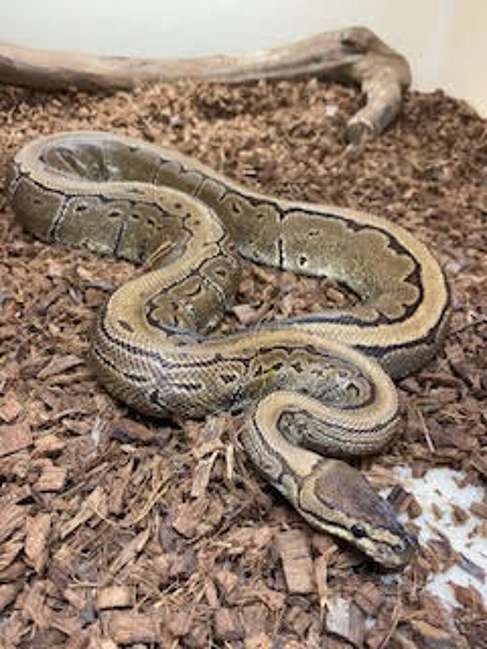   python regius pinstripe 100% het piebald 