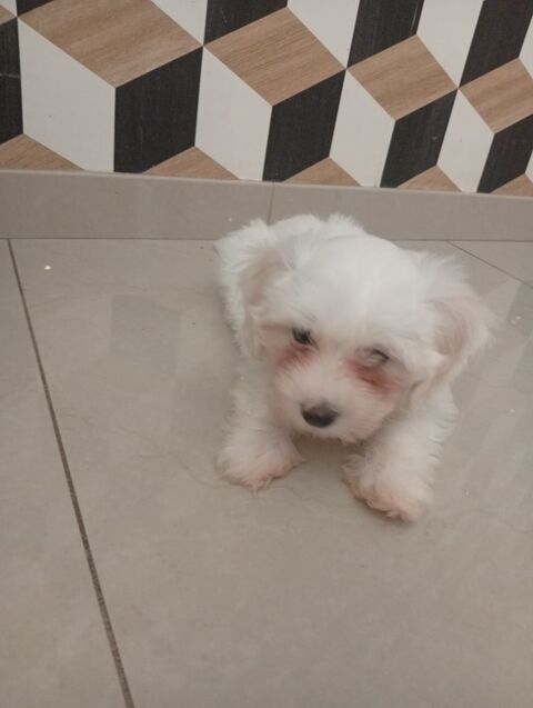Bichon maltais non lof 750 80170 Rosières-en-santerre