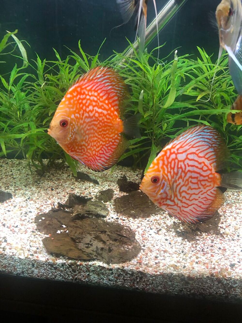   aquarium 