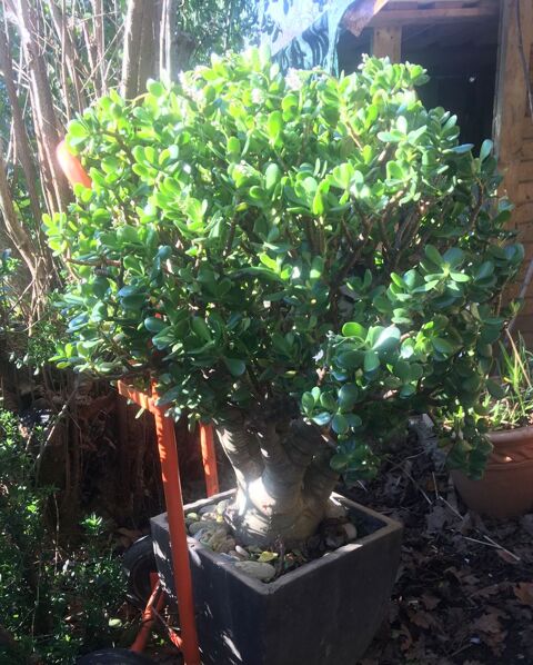 Superbe Crassula , 20 ans d'ge 220 Rennes (35)