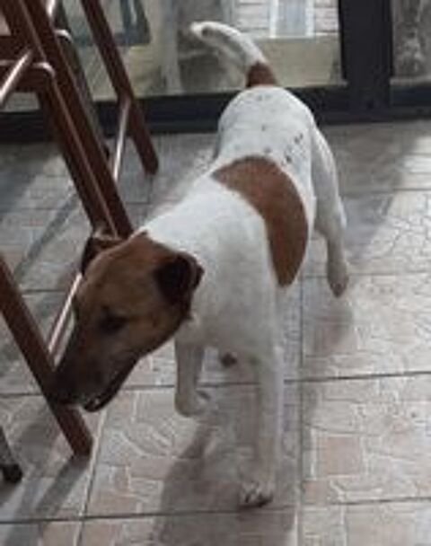   Saillie Fox terrier � poils lisses 