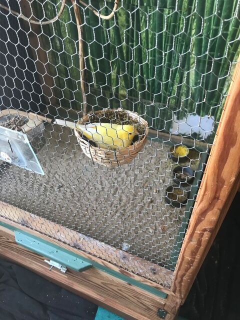 cherche femelle canari jaune 25 86150 L'isle-jourdain