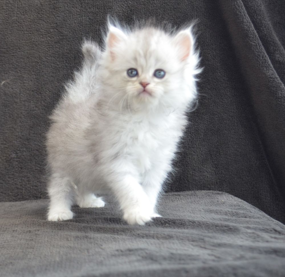  Chatons Sibériens Traditionnels LOOF disponibles 