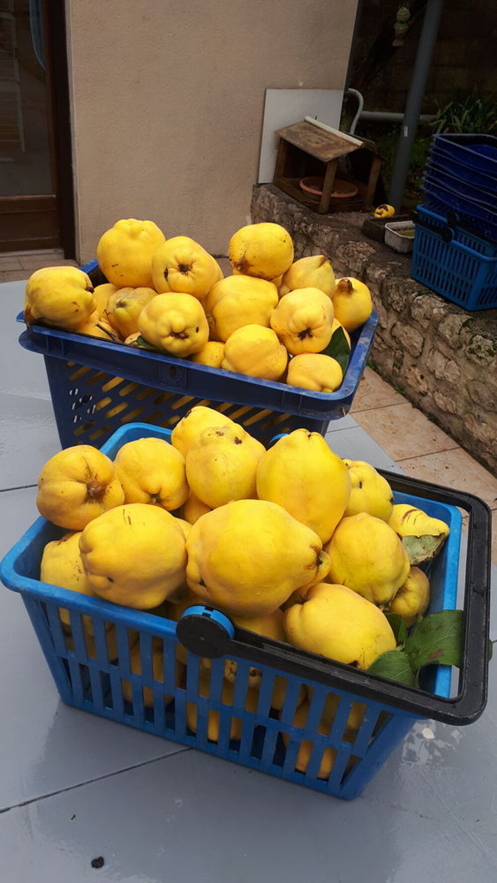 coings bio Jardin