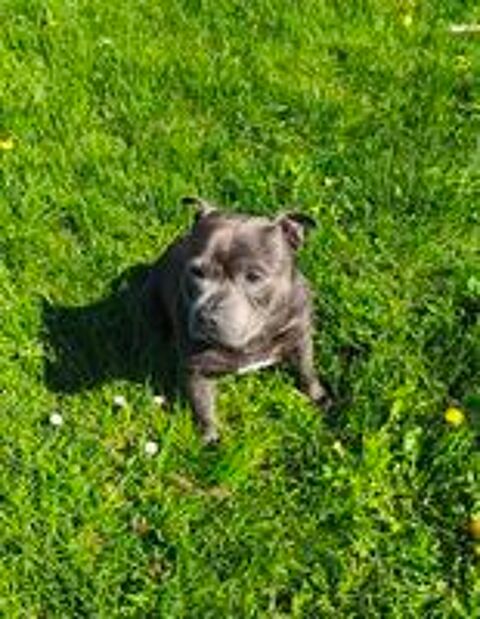  Staffordshire Bull Terrier LOF de 4 ans ? Pour adoption  