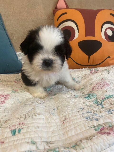 adorables b&eacute;b&eacute;s shih tzu lof 1200 83200 Toulon