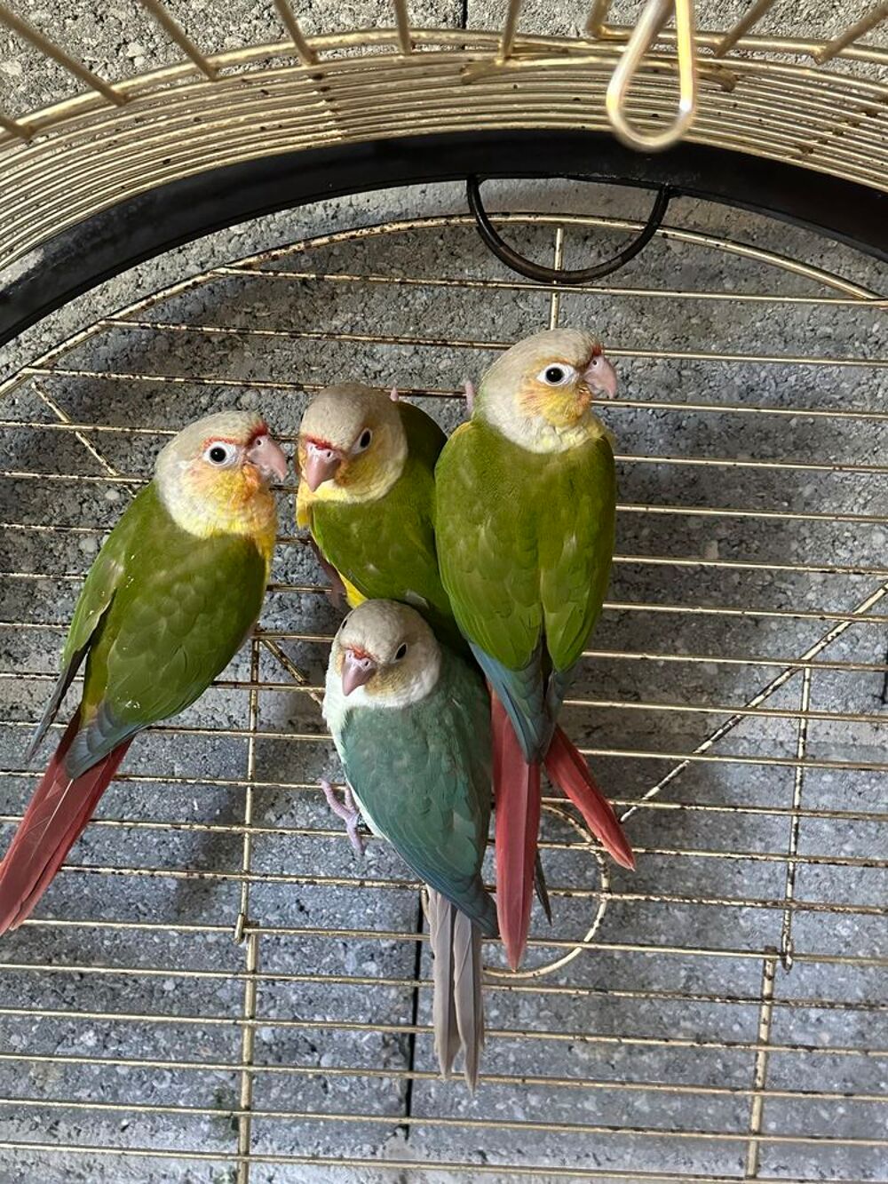   Conure EAM 2026
