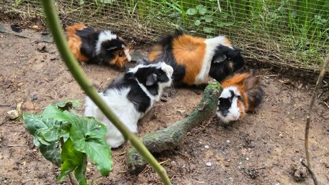 Cobayes - Cochons d'inde 5 17150 Mirambeau