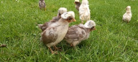 Poussin hollandais 8 59310 Auchy-lez-orchies