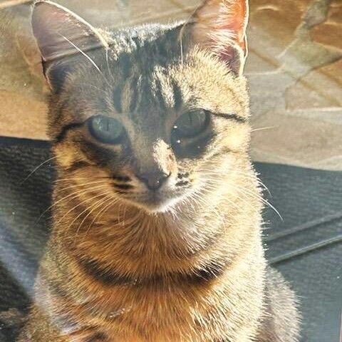 MAROU 150 38840 La s�ne