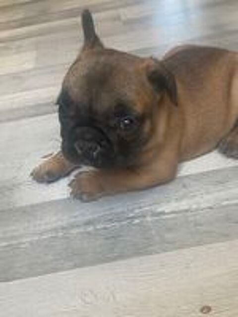   chiots Mâle bouledogue francais fauve masque noir  