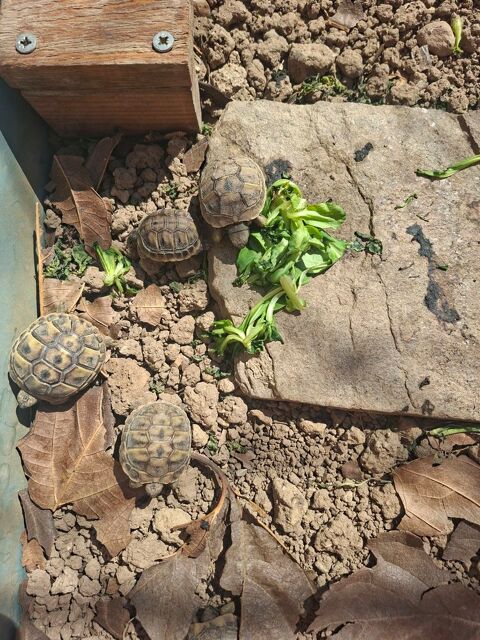 Tortues de terre 30 34500 B�ziers