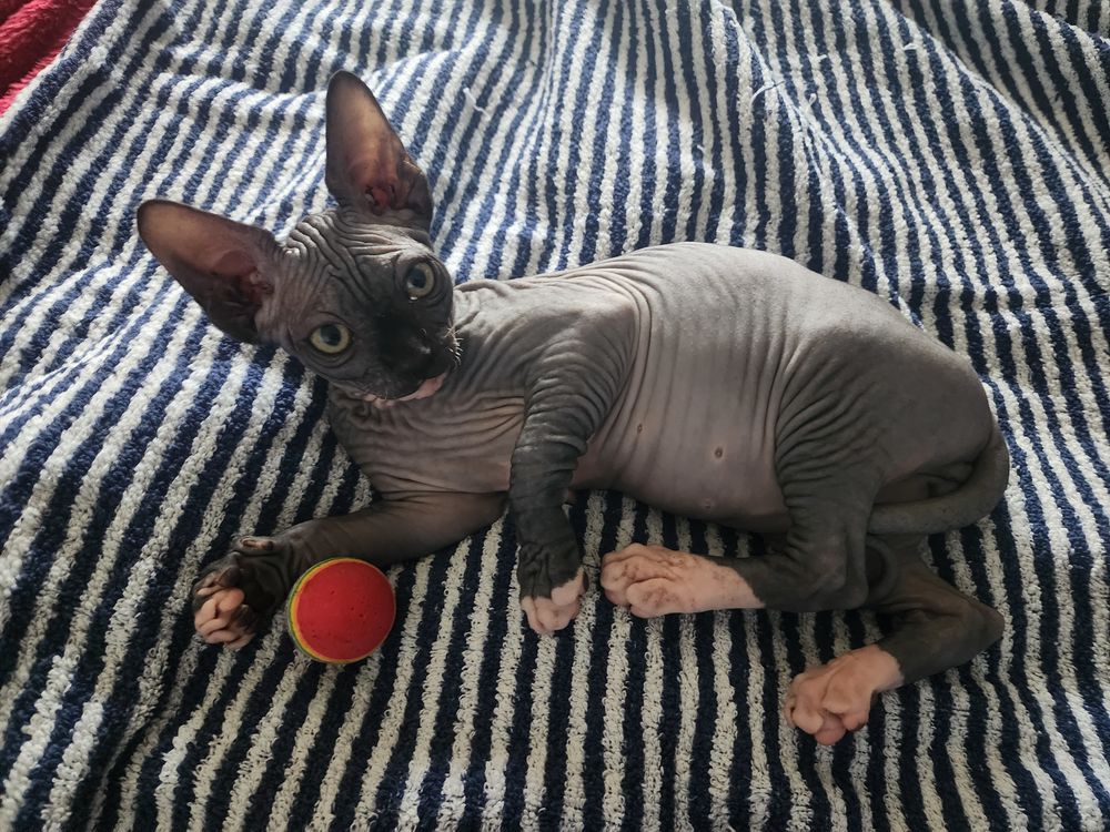   Chatons Sphynx Hairless Loof 