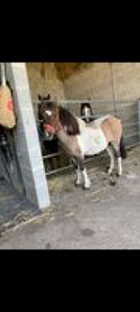   tr�s belle ponette shetland 3 ans 